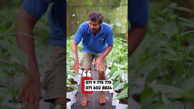 https://school.lokubusiness.lk/p/how-to-become-a-millionaire-agri-entrepreneur?