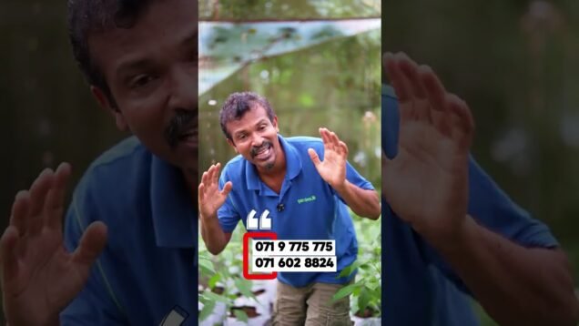 පොඩි ලමයි වගෙ