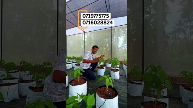 පැල එකද දෙකද වවන්න ඕනෙ