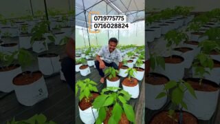 site visit