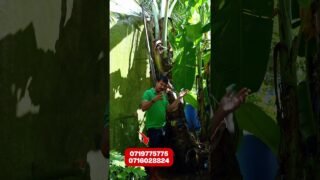පොල් කුරුමිණියෝ