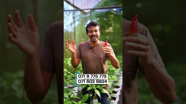 Green house constructio – 0719775775 – 0716028824