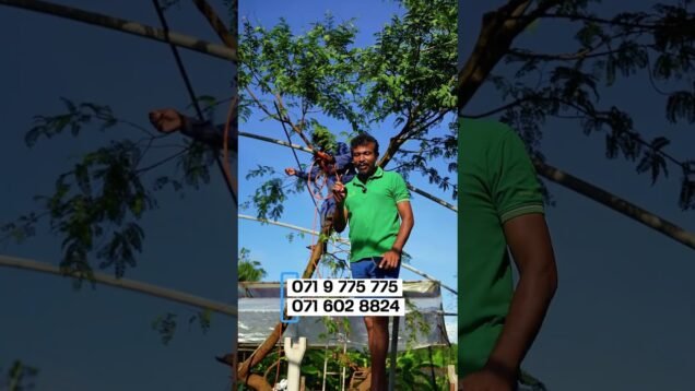 .Green house constructio – 0719775775 – 0716028824
