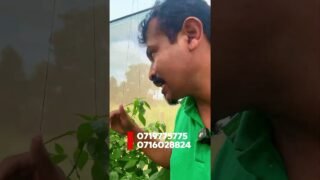 මෙහෙමයි වගා කරන්නෙ