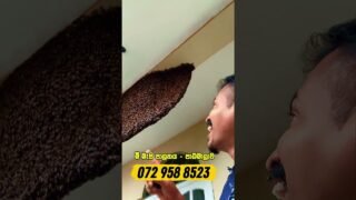 මී පැණි