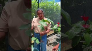 ඇන්තූ‍රියම් කියන්නෙ දියුණු වෙන්න පුලුවන් හොද ව්‍යාපාර අවස්ථාවක්