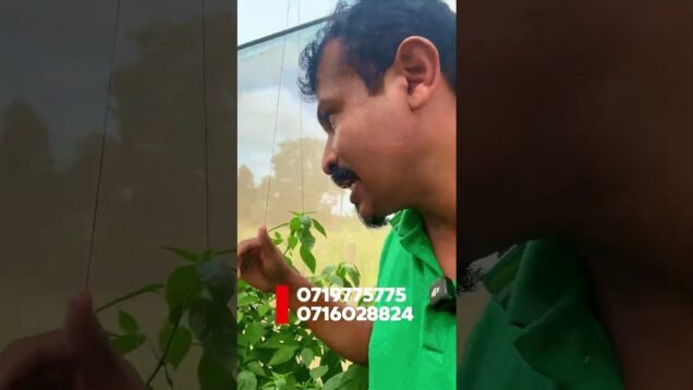 මෙහෙමයි වගා කරන්නෙ