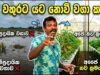 ගං වතුරට යට වෙනව කියල වගා නොකර ඉන්න එපා , මෙන්න විසදුම