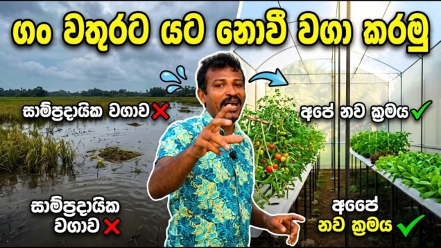 ගං වතුරට යට වෙනව කියල වගා නොකර ඉන්න එපා , මෙන්න විසදුම