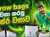 grow bags වගා කරපු සේර වගාව