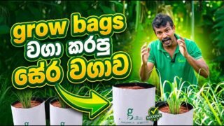 grow bags වගා කරපු සේර වගාව