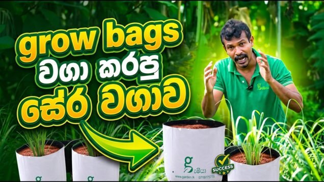 grow bags වගා කරපු සේර වගාව
