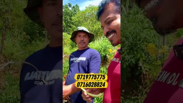දැම්ම වගා කරන්න , නියගයක් අතලග