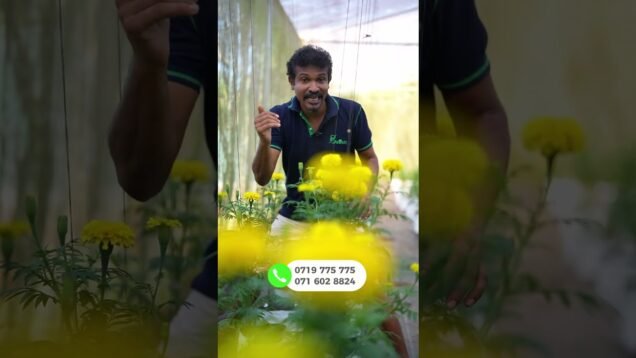 ඔබගේ මුදල් හරි තැනක ආයෝජනය කරන්න