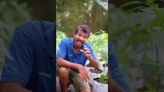 කොළ හූරනවා