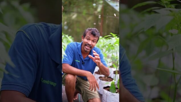 කොළ හූරනවා