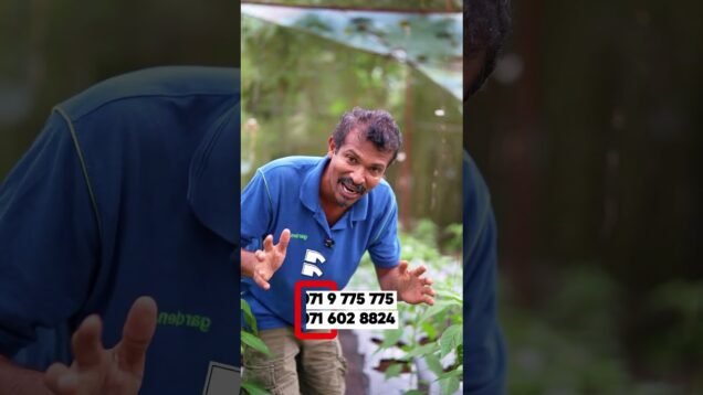 ගස් වලටත් අත්වැලක් ඕනෙ