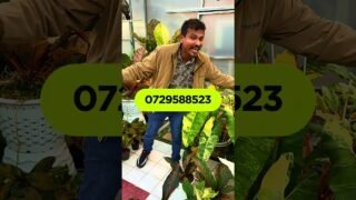 මේක කලාවක්