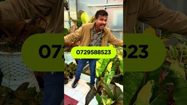 මේක කලාවක්