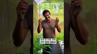 නයි මිරිස් වවලා මාලු මිරිස් බලාපොරොත්තු වෙනවද