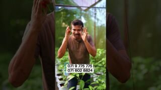 all about sri lanka gardening