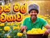 දාස් මල් වාගාව