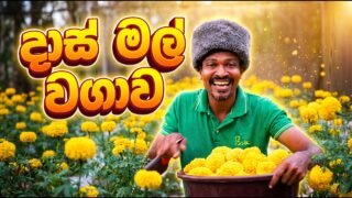 දාස් මල් වාගාව