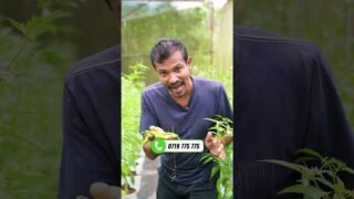 උසස් ප්‍රමිතියෙන් යුතු ශක්තිමත් Polytunnel එකක් නිමවාගැනීමට දැම්ම අපිට කතා කරන්න0719775775