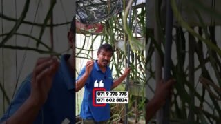 මල් විතරද වගාකරන්නෙ