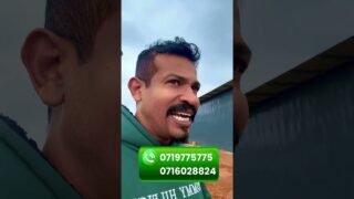 පිටරටවල් වල වගා කරන විදිය