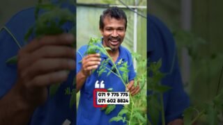 සල්ලි දෙන ගස්