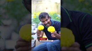 අල්ල තරම් ලොකු දාස් මල්