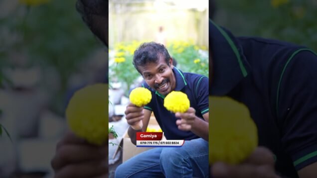 අල්ල තරම් ලොකු දාස් මල්