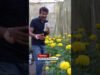 සල්ලි මවන මල්