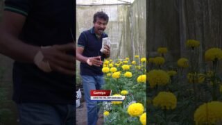 සල්ලි මවන මල්