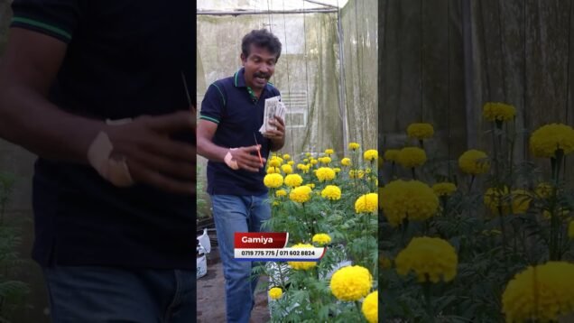 සල්ලි මවන මල්