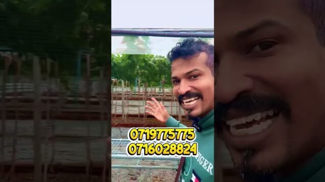 මිදි