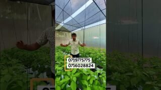 කෝටිපති ව්‍යවසායකයෙක් වෙන්න ගෙදර මිදුලෙන් පටන් ගමු