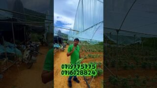 වියදම නැතුව වගා කරමු